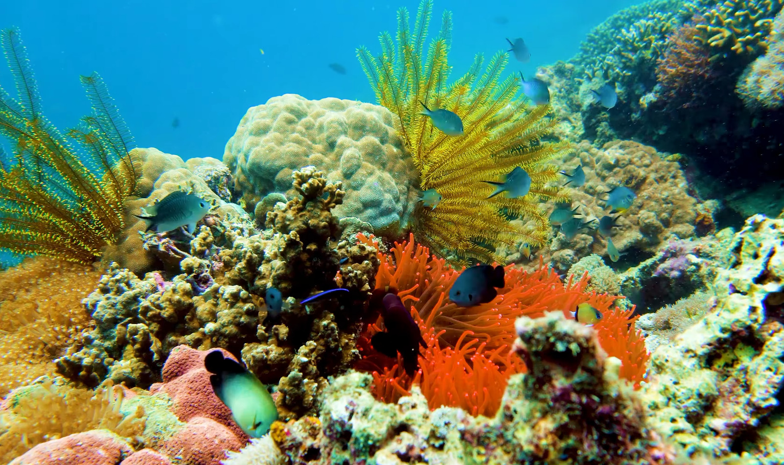 Tropical fish swimming among colourful coral on the Great Barrier Reef